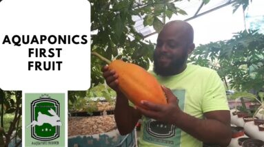 Trinidad Aquaponics - Aquaponics First Fruit