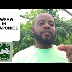 Trinidad Aquaponics - Aquaponics Update 15th Jan, 2020