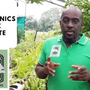 Trinidad Aquaponics - Aquaponics Update 17th Dec, 2019