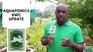 Trinidad Aquaponics - Aquaponics Update 17th Dec, 2019