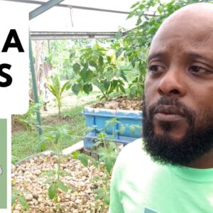 Trinidad Aquaponics - Media Beds