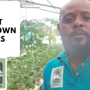 Trinidad Aquaponics - Post Lockdown Plans