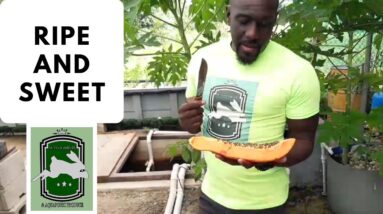 Trinidad Aquaponics - Ripe & Sweet 11th Mar, 2020