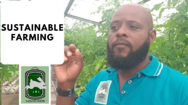 Trinidad Aquaponics - Sustainable Living