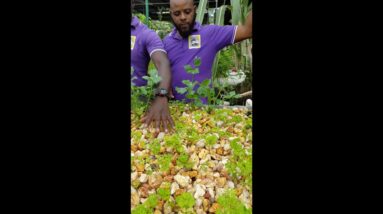 Trinidad Aquaponics Update June 17th 2017