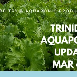 Trinidad Aquaponics Update Mar 6th 2018