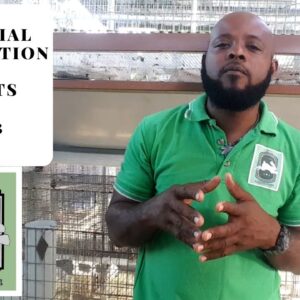 Trinidad Rabbit Farming - Artificial Insemination Pt.1/3