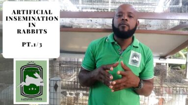 Trinidad Rabbit Farming - Artificial Insemination Pt.1/3