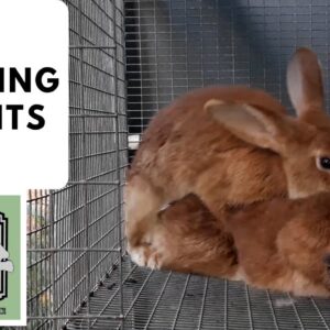 Trinidad Rabbit Farming - Breeding Rabbits