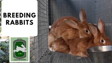 Trinidad Rabbit Farming - Breeding Rabbits