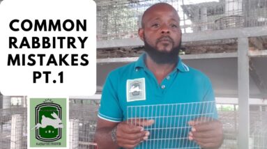 Trinidad Rabbit Farming - Common Rabbitry Mistakes Pt 1