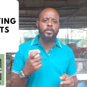 Trinidad Rabbit Farming - Exporting Rabbits