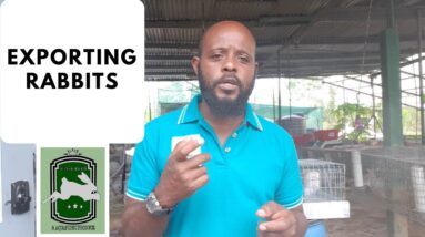 Trinidad Rabbit Farming - Exporting Rabbits