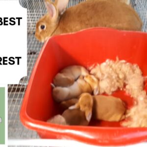 Trinidad Rabbit Farming - Keep The Best, Cull The Rest