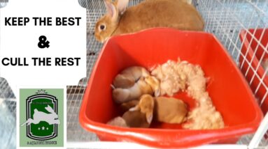 Trinidad Rabbit Farming - Keep The Best, Cull The Rest