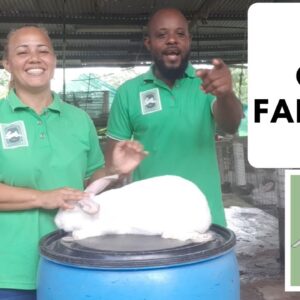 Trinidad Rabbit Farming - One Fall-off