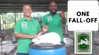 Trinidad Rabbit Farming - One Fall-off