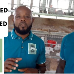 Trinidad Rabbit Farming - Purebreed & Pedigreed