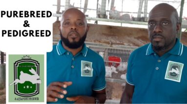 Trinidad Rabbit Farming - Purebreed & Pedigreed