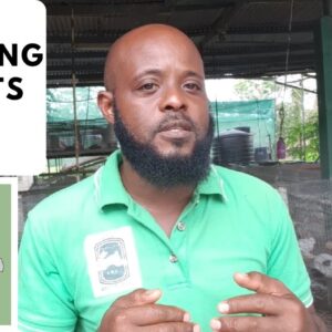 Trinidad Rabbit Farming - Selecting Rabbits To Keep