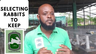 Trinidad Rabbit Farming - Selecting Rabbits To Keep