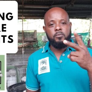 Trinidad Rabbit Farming - Selling More Rabbits