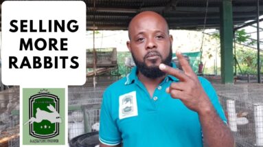 Trinidad Rabbit Farming - Selling More Rabbits