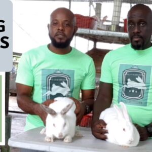 Trinidad Rabbit Farming - Sexing