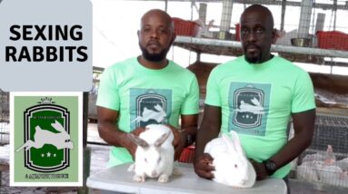 Trinidad Rabbit Farming - Sexing