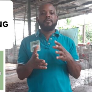 Trinidad Rabbit Farming - Weaning