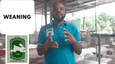 Trinidad Rabbit Farming - Weaning