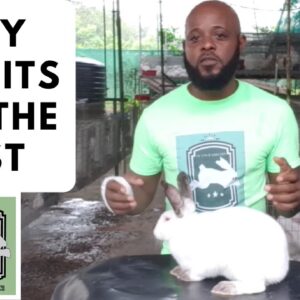 Trinidad Rabbit Farming - Why Rabbits?