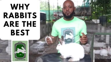 Trinidad Rabbit Farming - Why Rabbits?