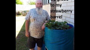 Up grade to my Aquaponics strawberry barrel