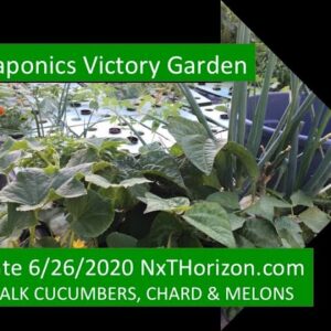 UPDATE 6:26:2020 AQUAPONICS VICTORY GARDEN CUCUMBERS MELONS CHARD