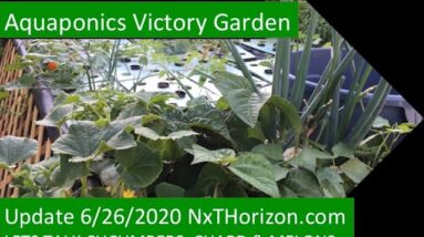 UPDATE 6:26:2020 AQUAPONICS VICTORY GARDEN CUCUMBERS MELONS CHARD