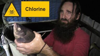 Using Chlorinated Tap Water in Aquaponics + Fish Harvest