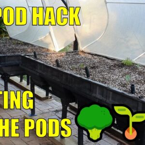 Vegepod to Wicking Bed Hack + Planting Them Out