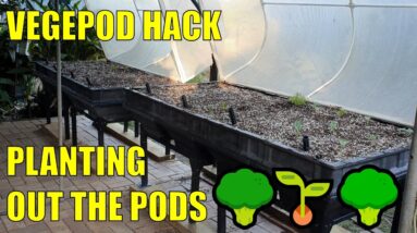 Vegepod to Wicking Bed Hack + Planting Them Out