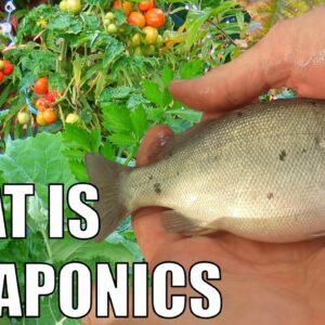 What is Aquaponics & How Does it Work ?