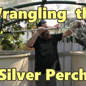 Wrangling the Silver perch - Supporters Clip  October 2016