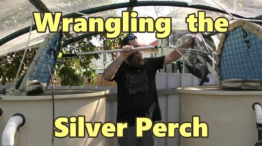 Wrangling the Silver perch - Supporters Clip  October 2016