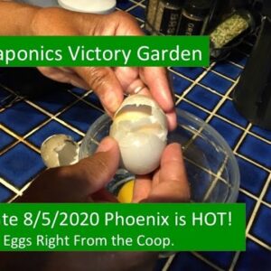 8:5:2020 AQUAPONICS VICTORY GARDEN DEMO PROJECT PHX IS HOT BOILED EGGS FROM THE COOP NXT HORIZON