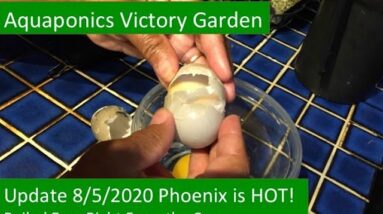 8:5:2020 AQUAPONICS VICTORY GARDEN DEMO PROJECT PHX IS HOT BOILED EGGS FROM THE COOP NXT HORIZON