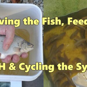 Backyard Farm Aquaculture  (RAS) Vlog.. Moving the fish, feed rates, pH & cycling the system..