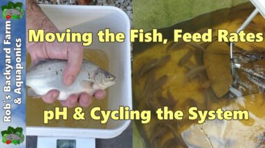 Backyard Farm Aquaculture  (RAS) Vlog.. Moving the fish, feed rates, pH & cycling the system..