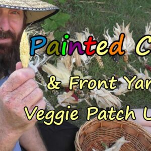 Painted Corn Harvest & Front Yard Wicking Bed Veggie Patch update. End of Summer 2016