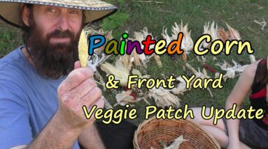 Painted Corn Harvest & Front Yard Wicking Bed Veggie Patch update. End of Summer 2016