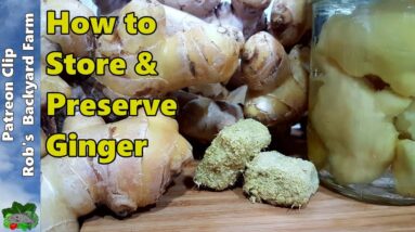 7 Ways to Store GINGER