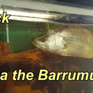 A quick pat & a scratch for Bazza the Barramundi